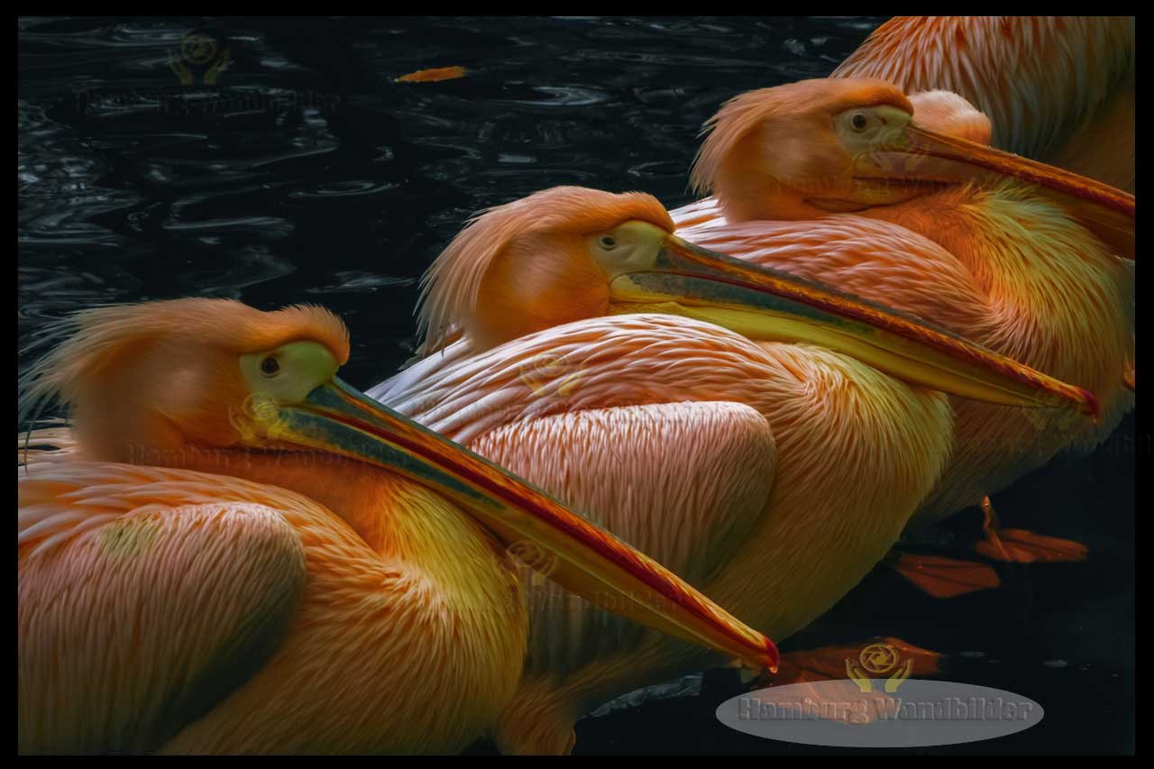 Pelikane  /  2392 