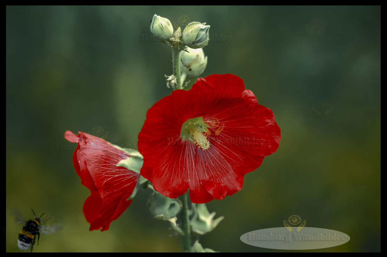 Stockrose  /  2694