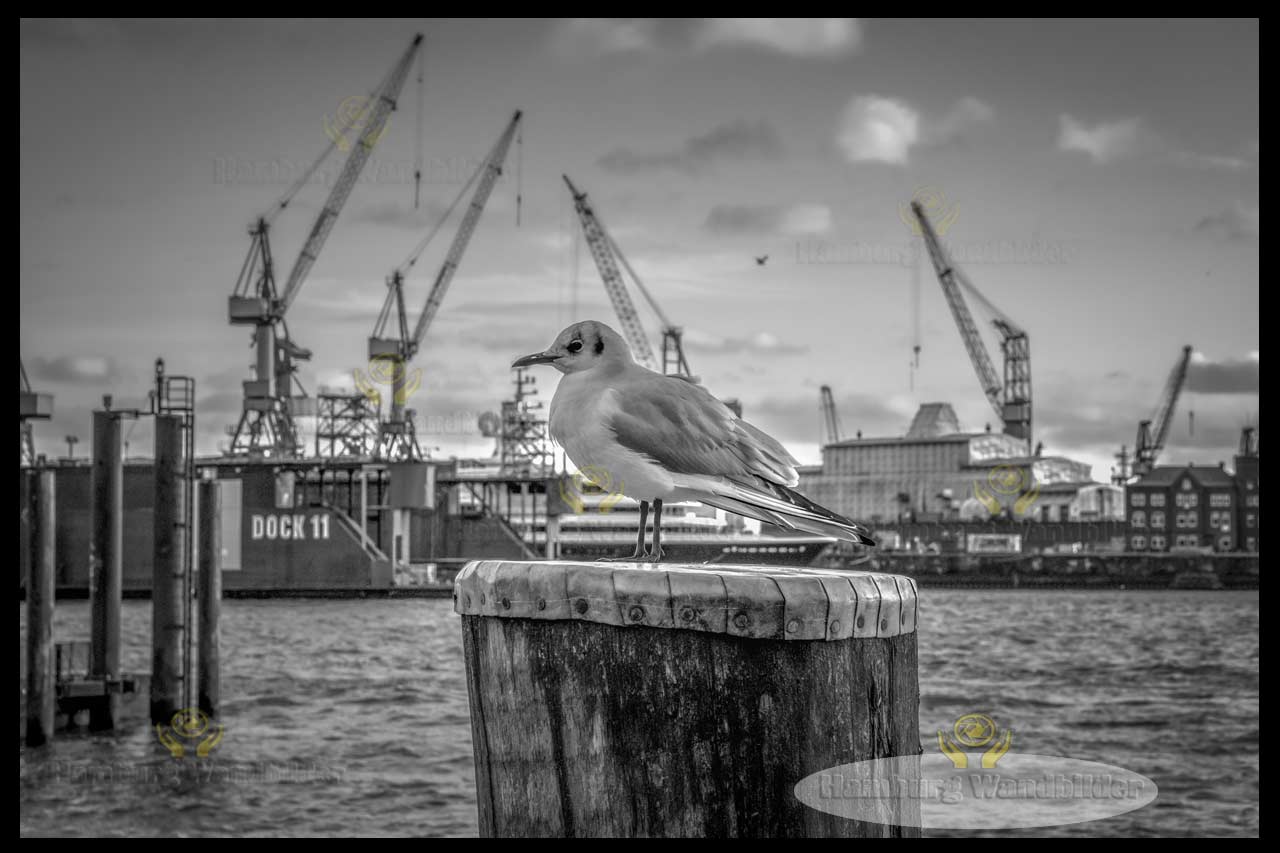 Möwe  SW  /  1238    