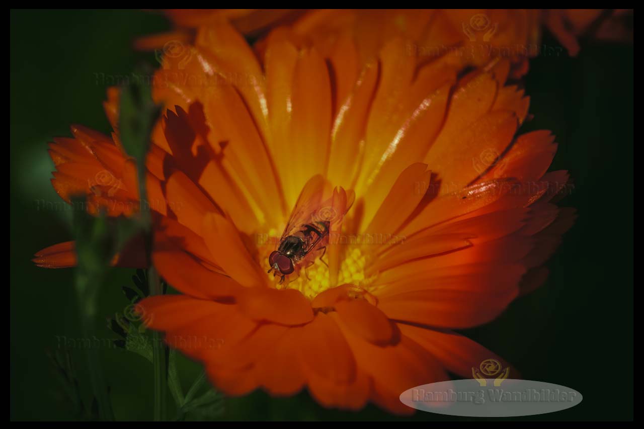 Ringelblume   /  1062