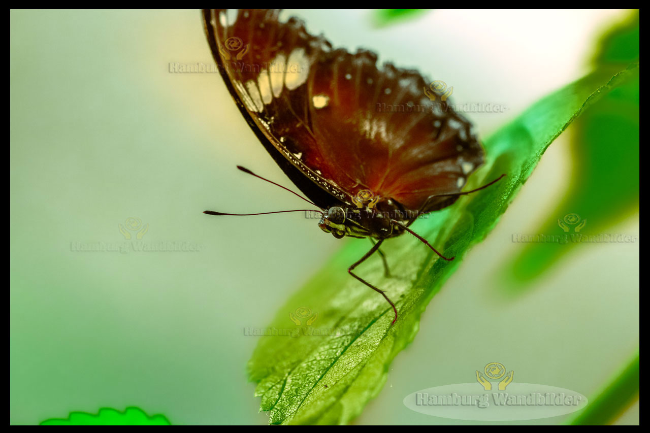 Schmetterling  /    2492