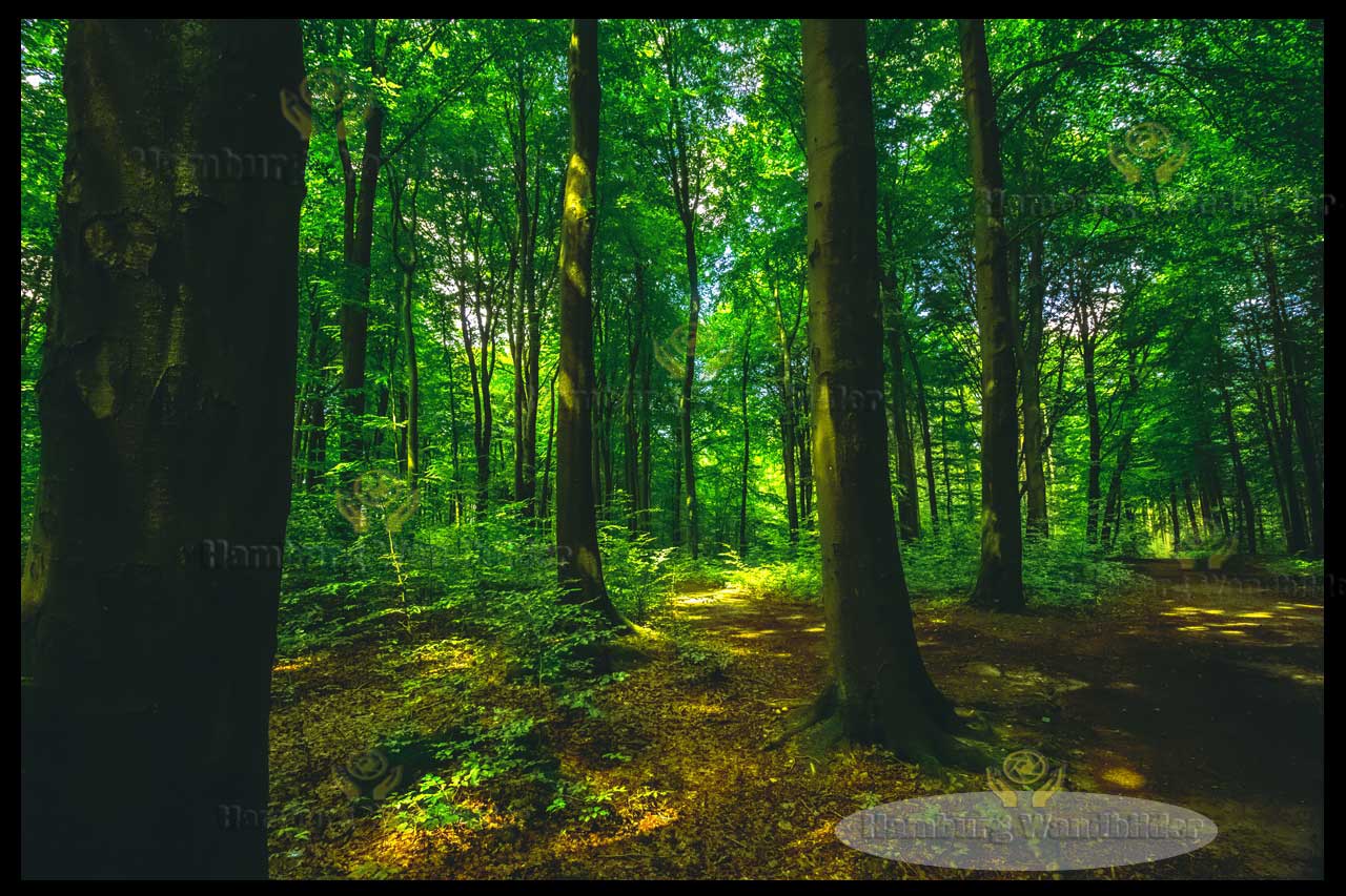 Wald  /  2211