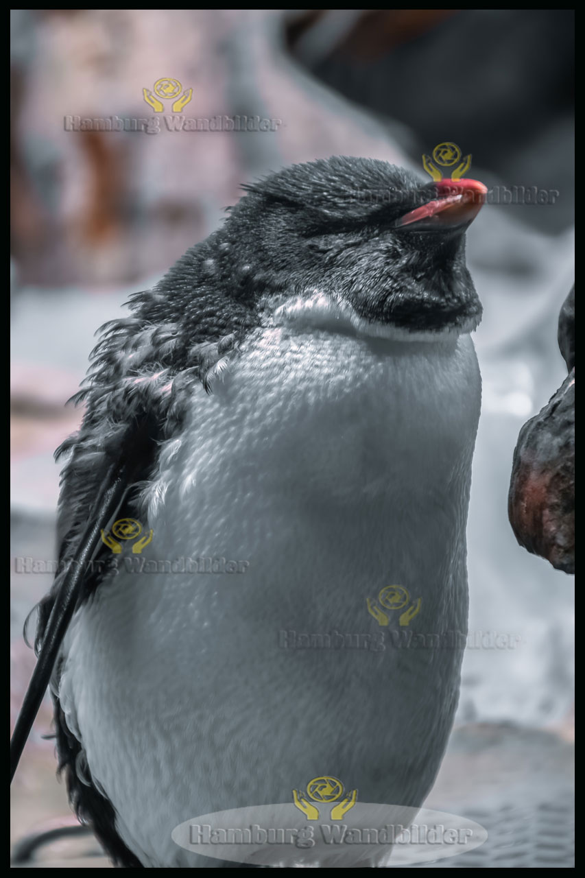 Pinguin  /  2519
