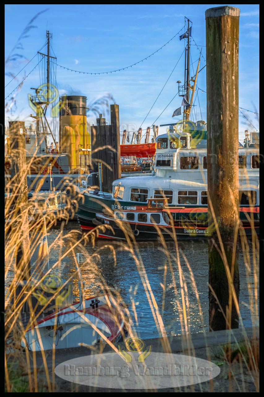 blick durch das schilf auf den museumshafen als hamburg wandbilder