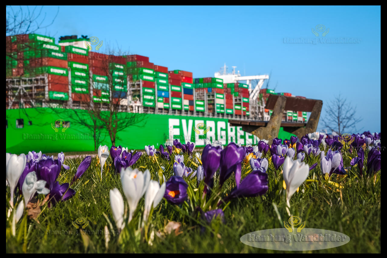 Krokusse  /  2650
