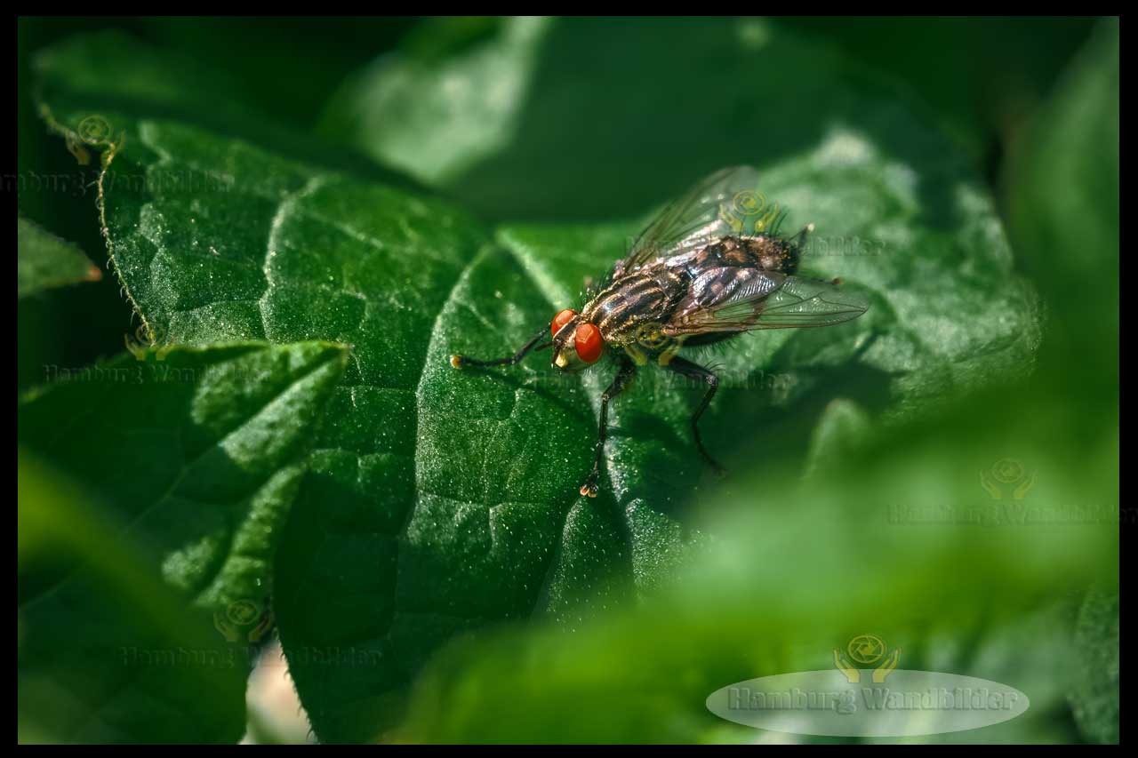 Fliege  /  2497