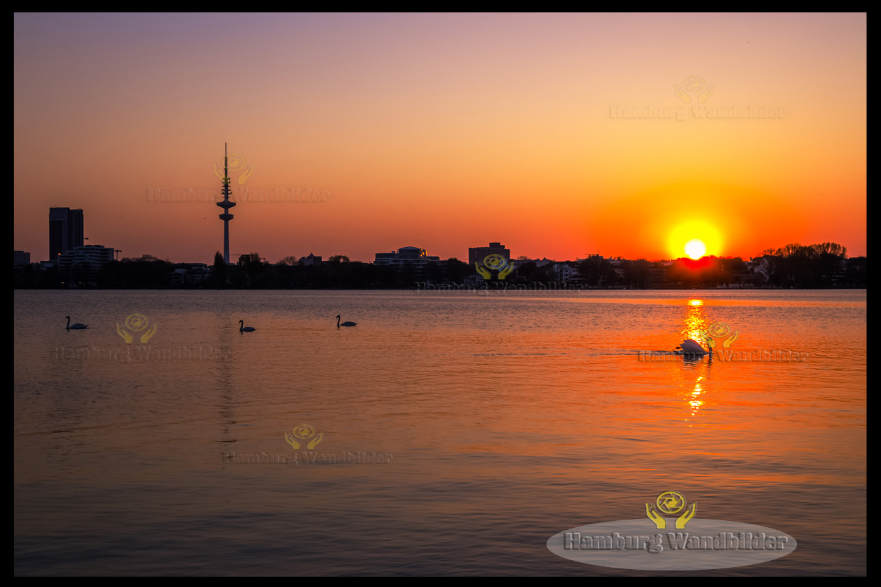 schwaene in der aussenalster im sonnenuntergang hamburg wandbilder