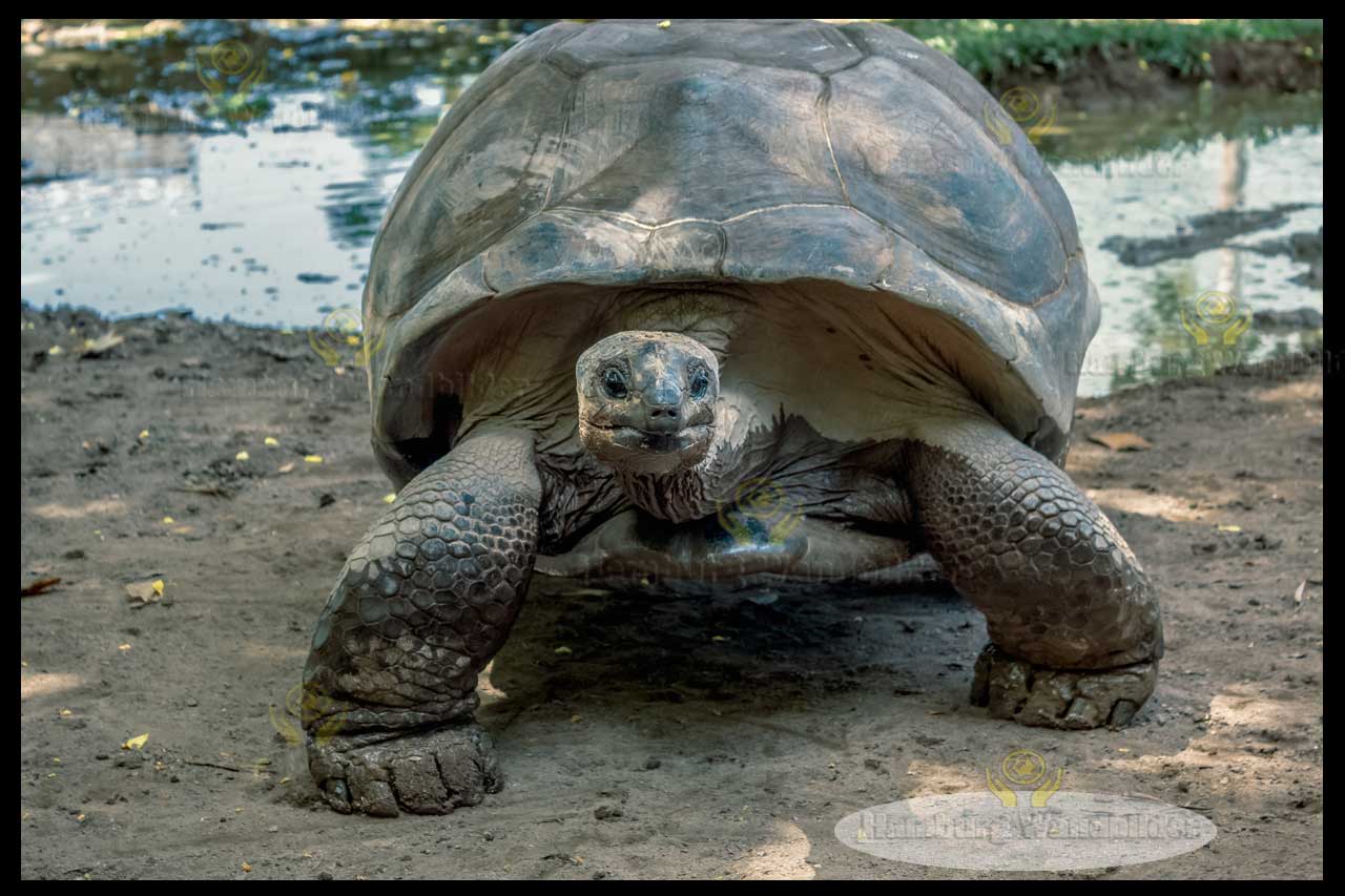 Schildkröte  /  1592