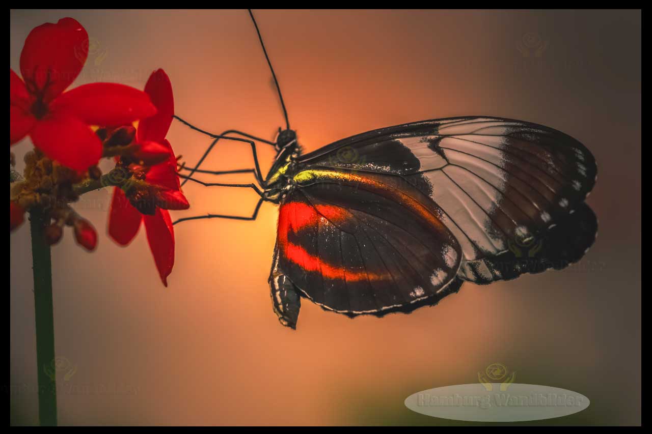 Passionsblumenfalter  /  2492