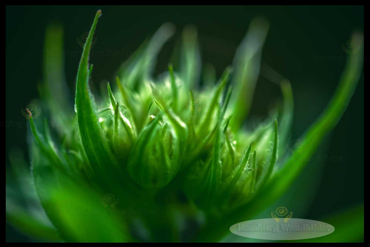 Blüte  /   2510