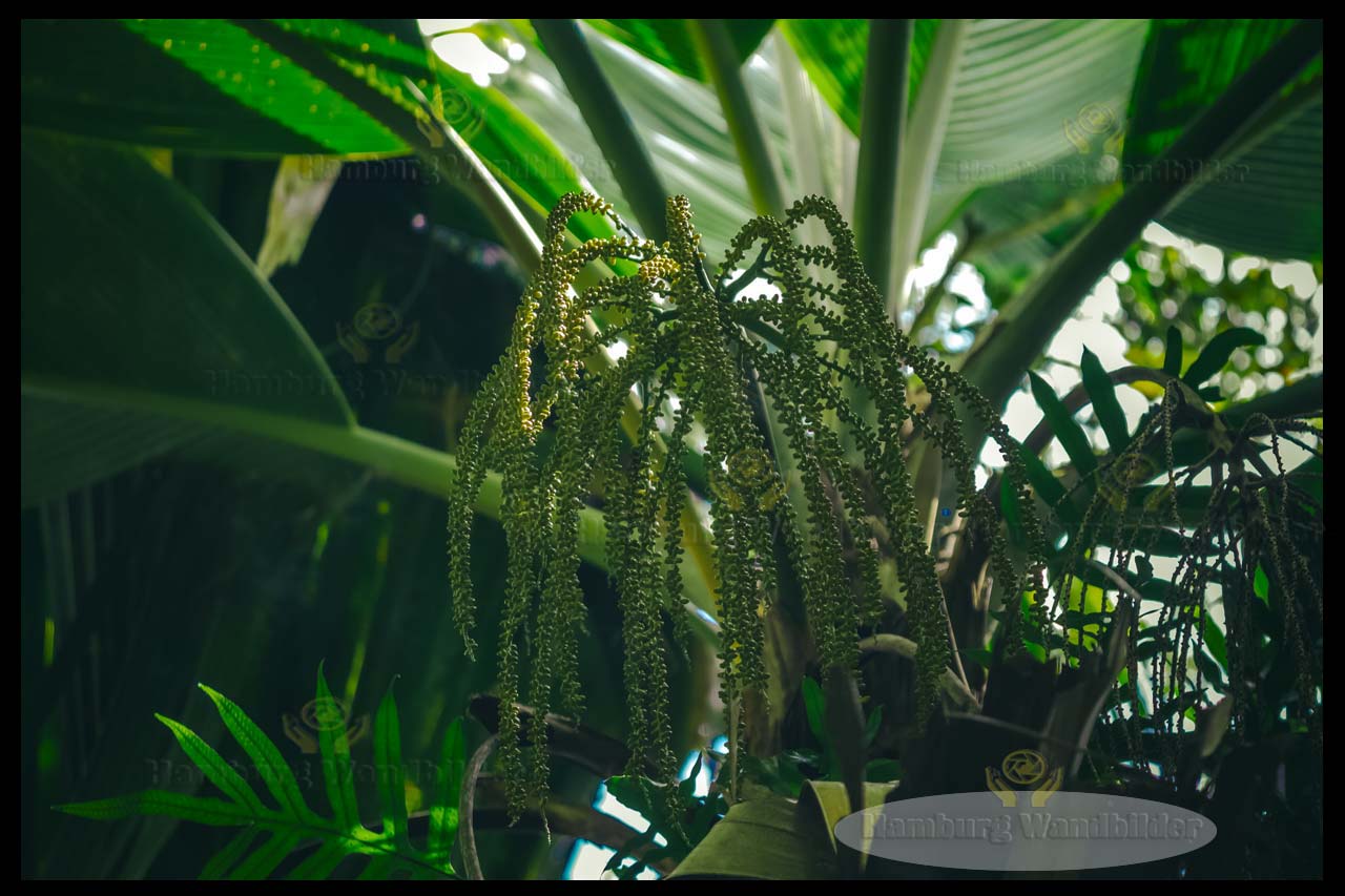 Palme  /  2721