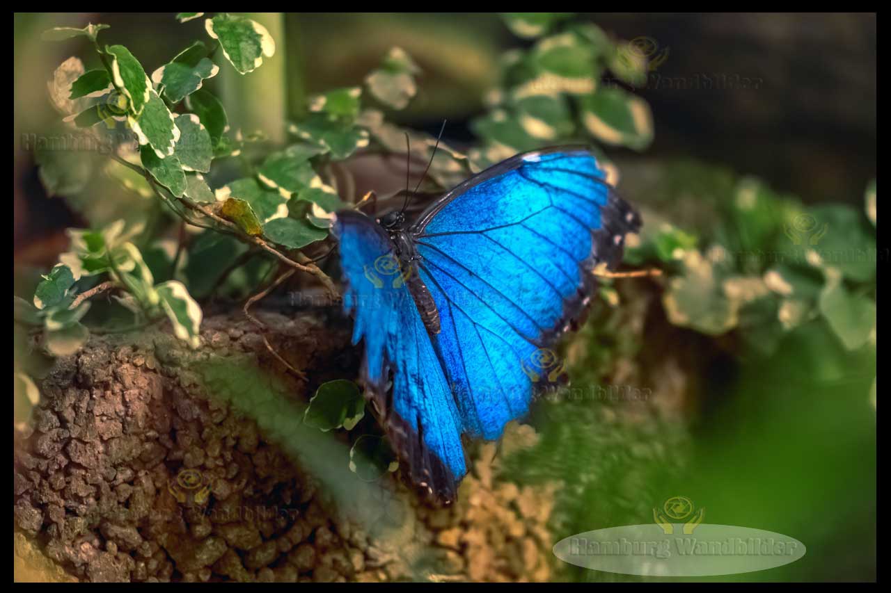 Morphofalter  /  2488    