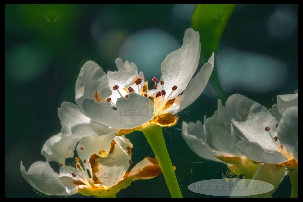Kirschblüten  /   1385