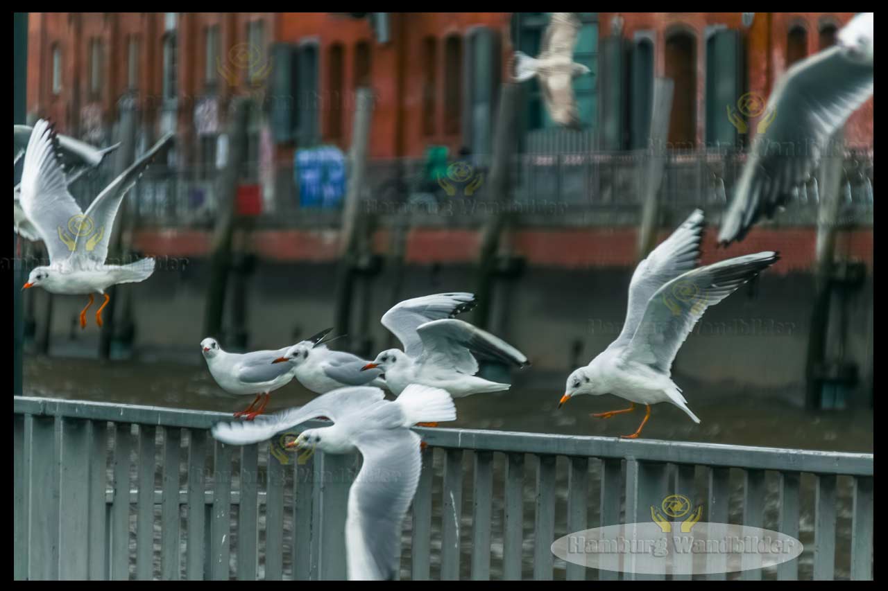 Fischmarkt  /  1337