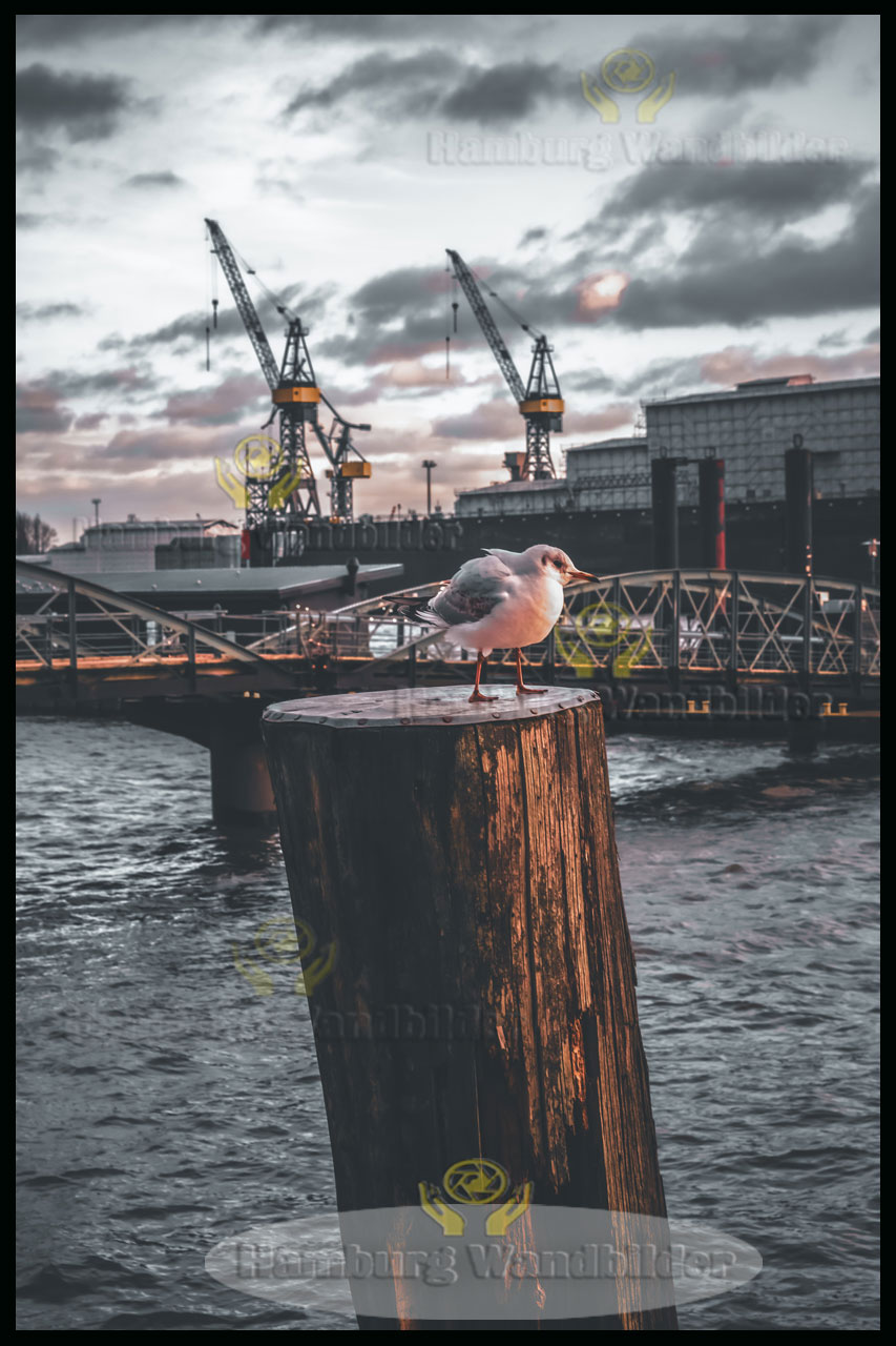 Möwe  BC  /   2767