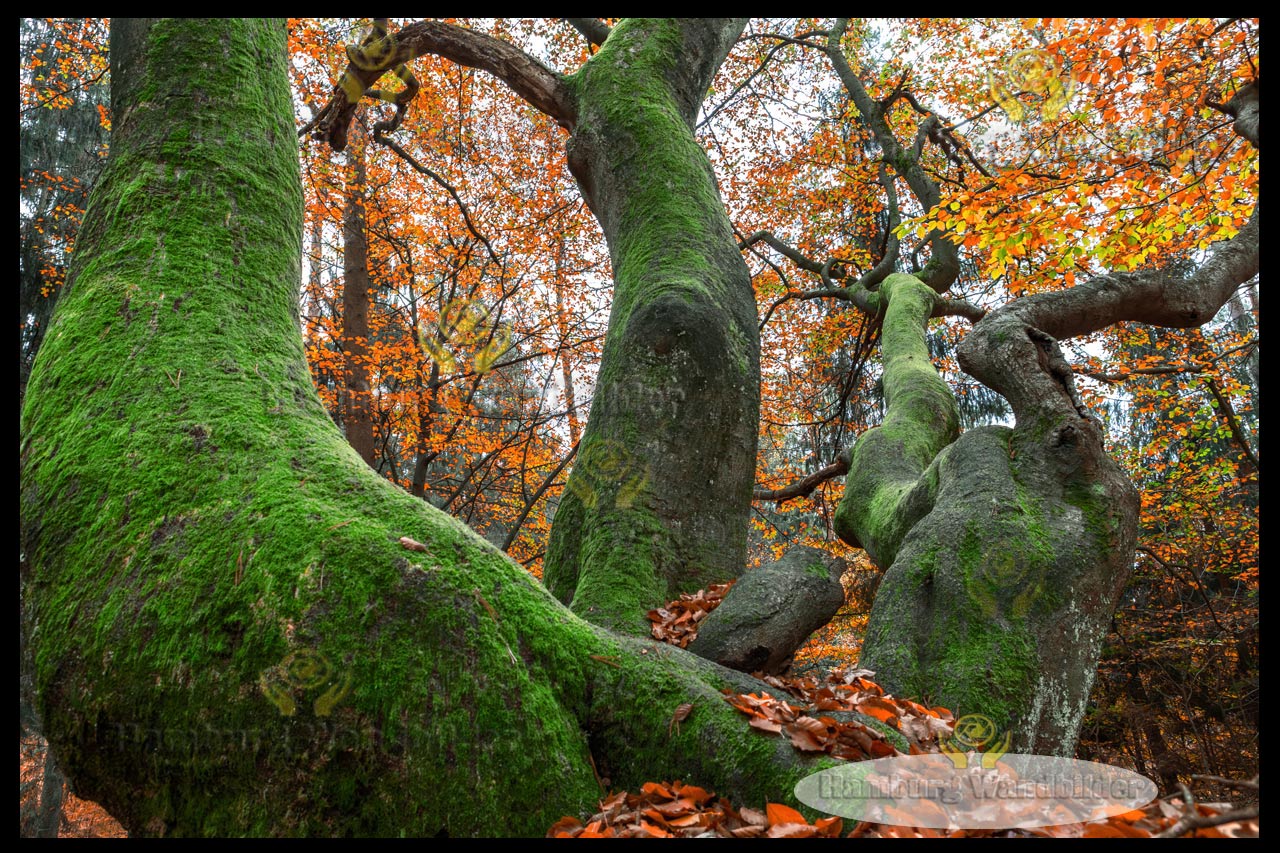 Wald  /  2763