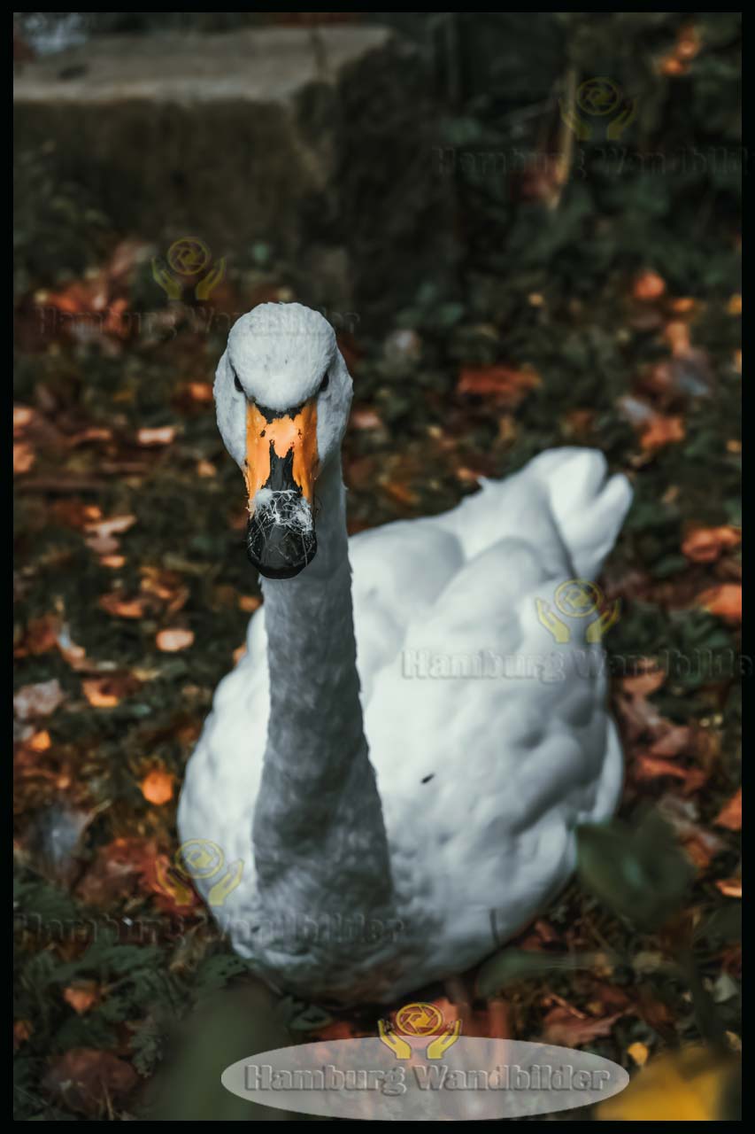 Schwan  /   2681
