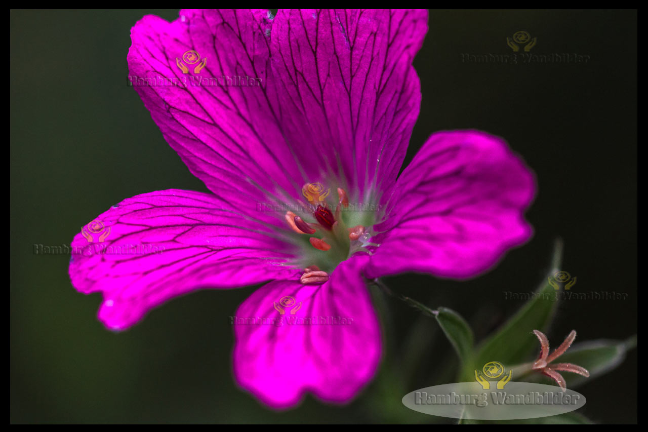 Macro-Blüte  /  1433