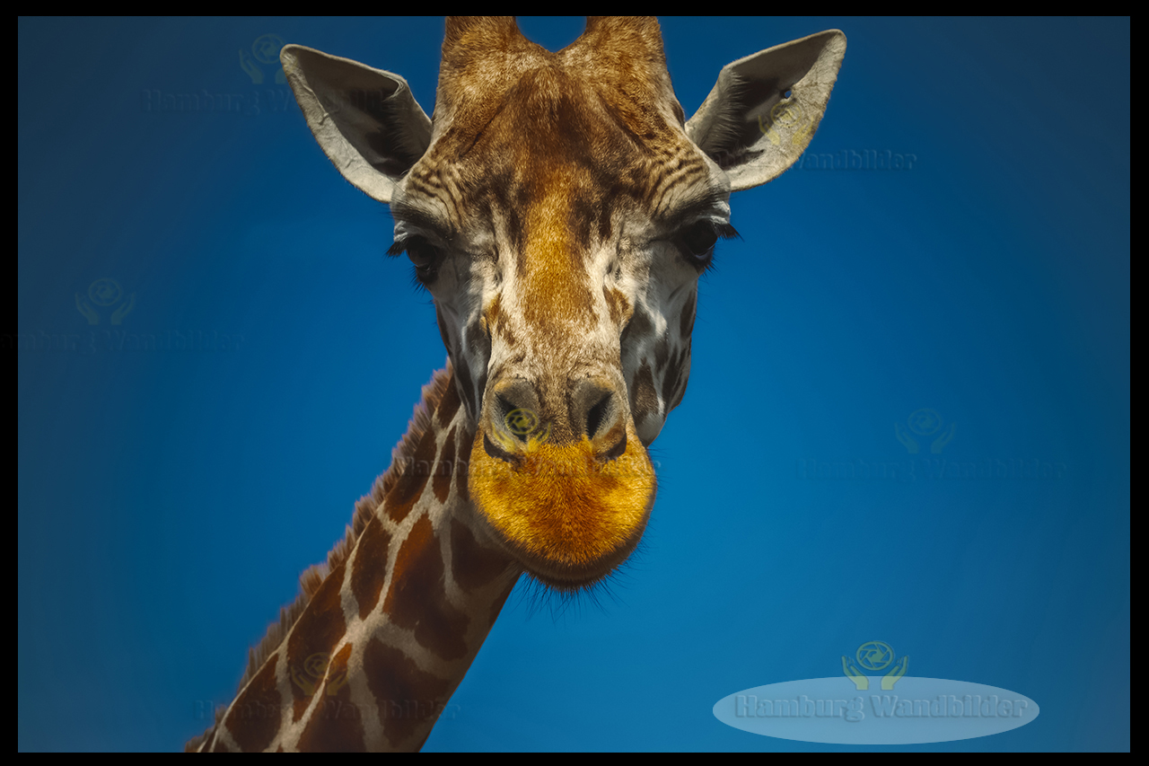 Giraffe  /  1078 