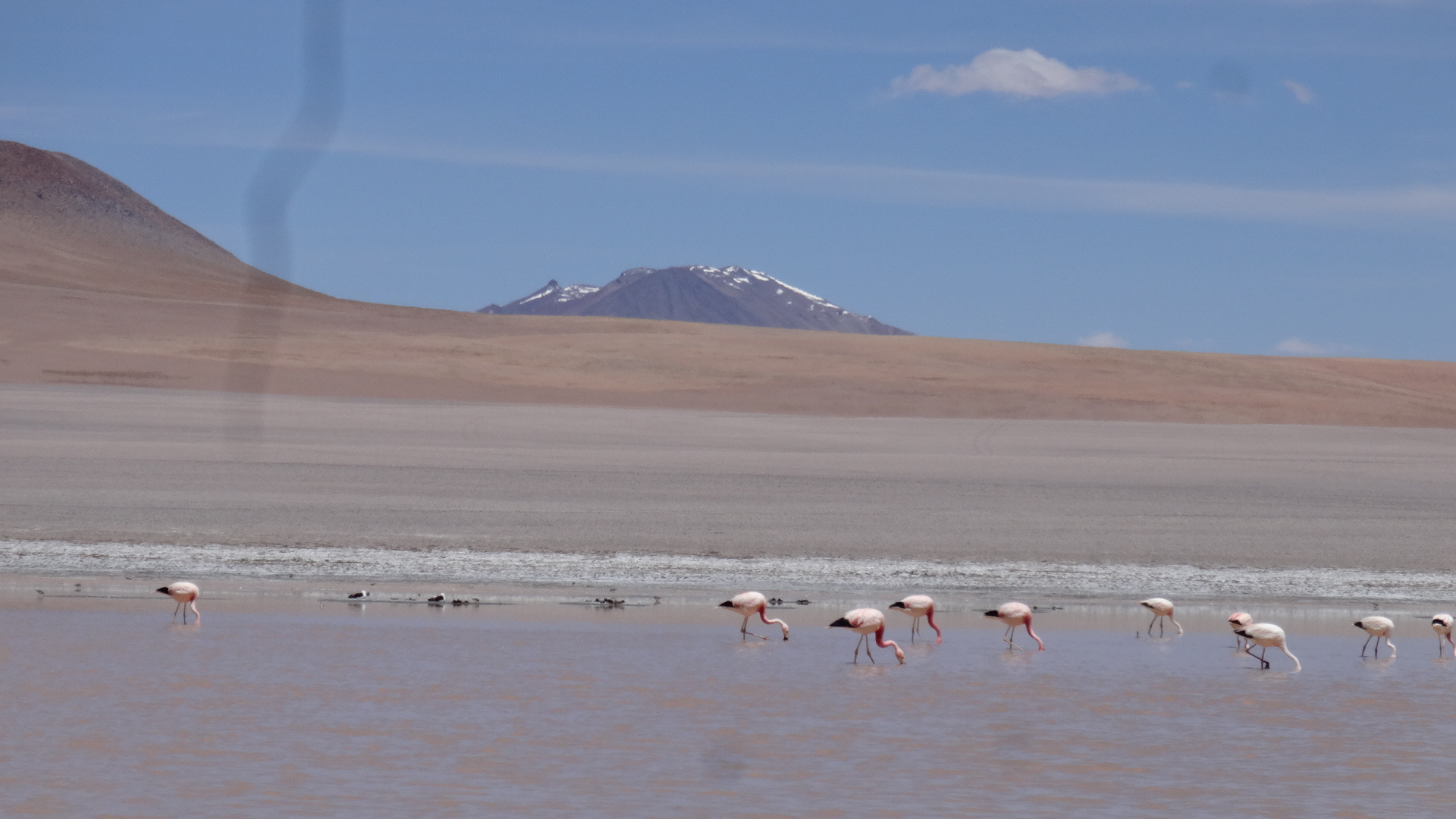 Flamingos an einer der Lagunen