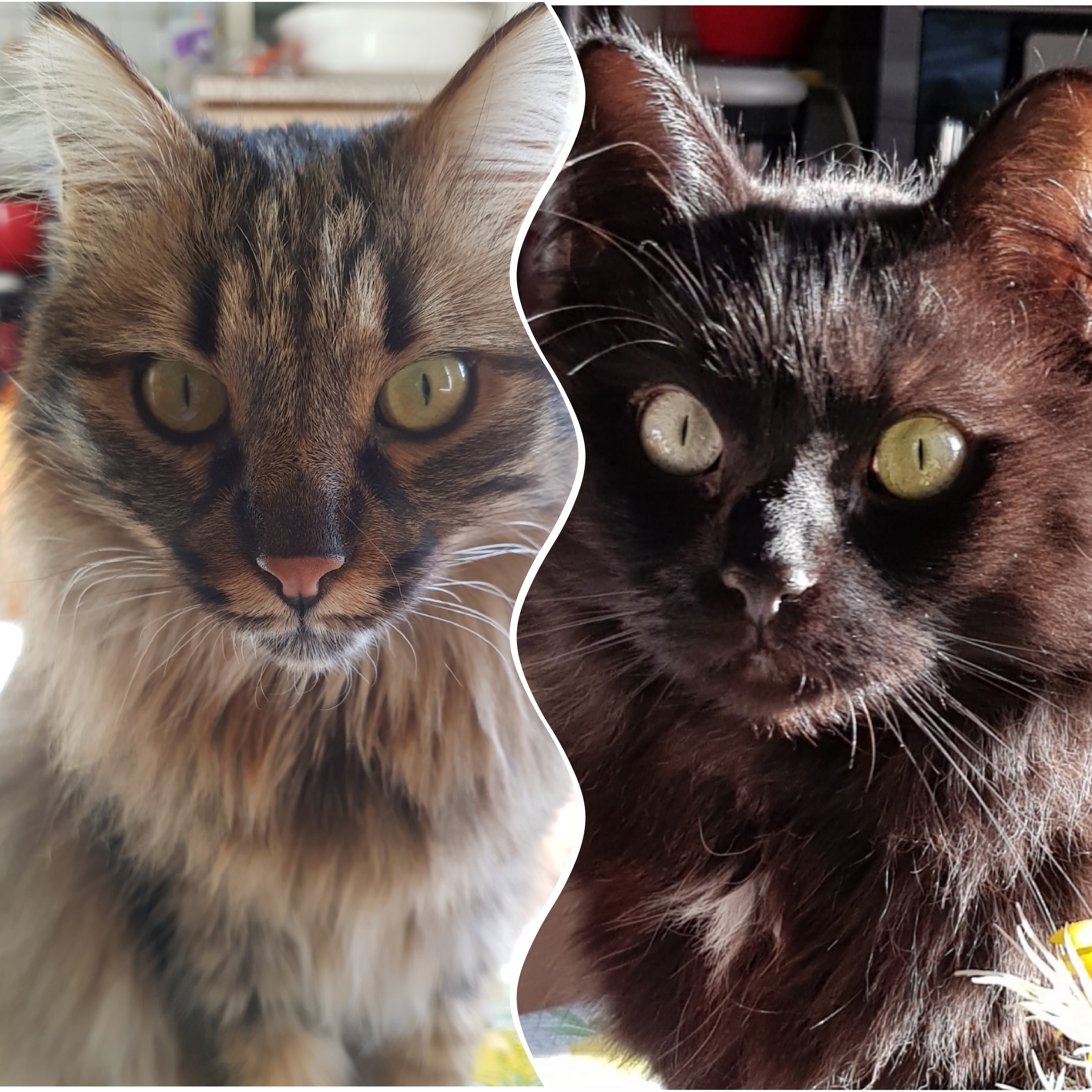 Gastebuch Katzenbetreuung Overath
