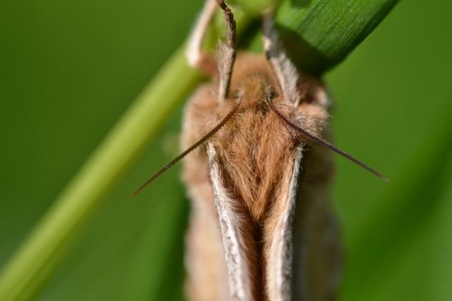 Nagelfleck Kopf