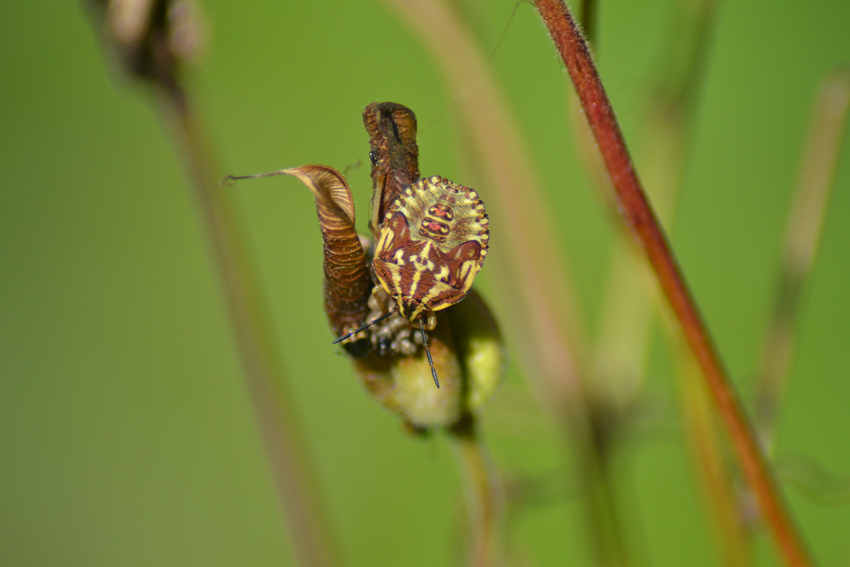 Purpur Fruchtwanze (Nymphe)