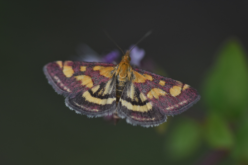 Purpurroter Zünsler