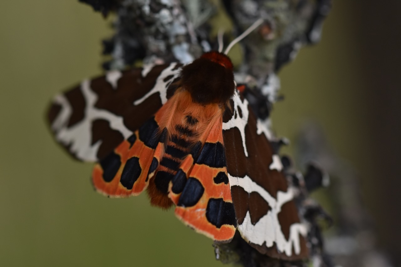 Brauner Bär