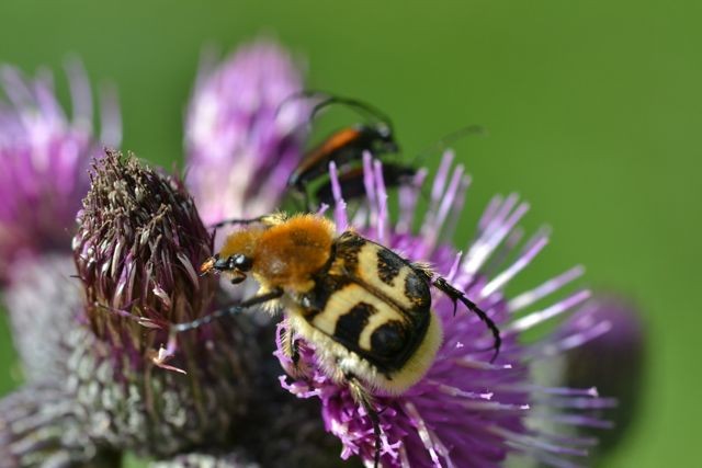 Gebänderter Pinselkäfer