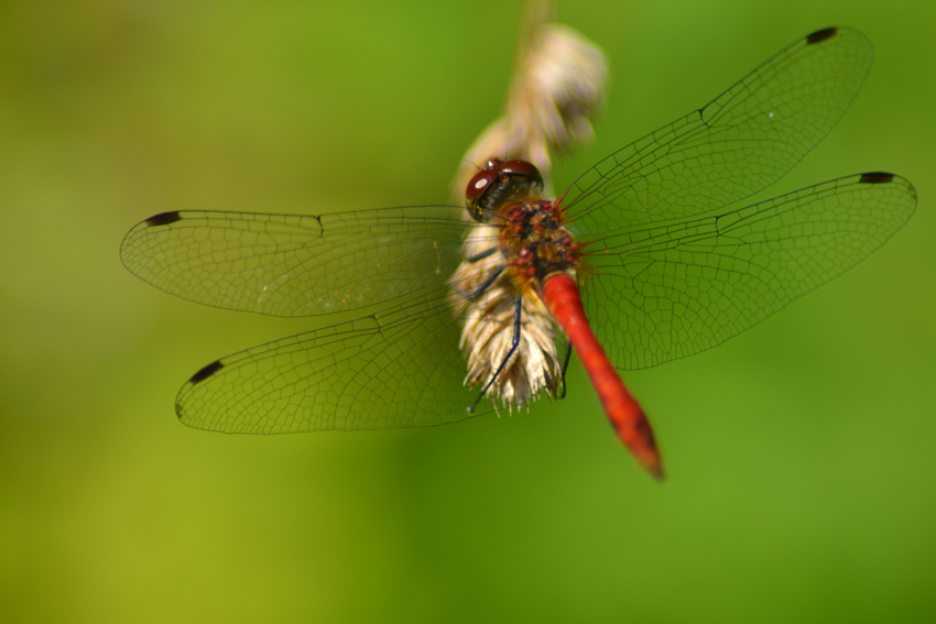Blutrote Heidelibelle