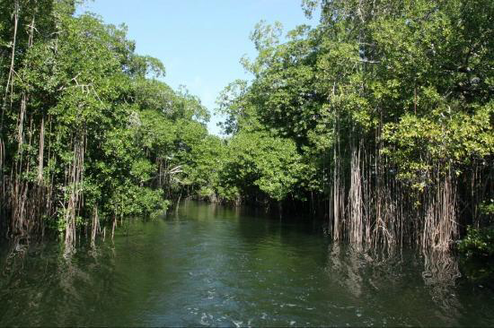 Mangroves in Black River