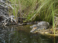Crocodile Black River