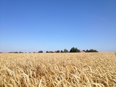 Weizen Agrar Vorharz