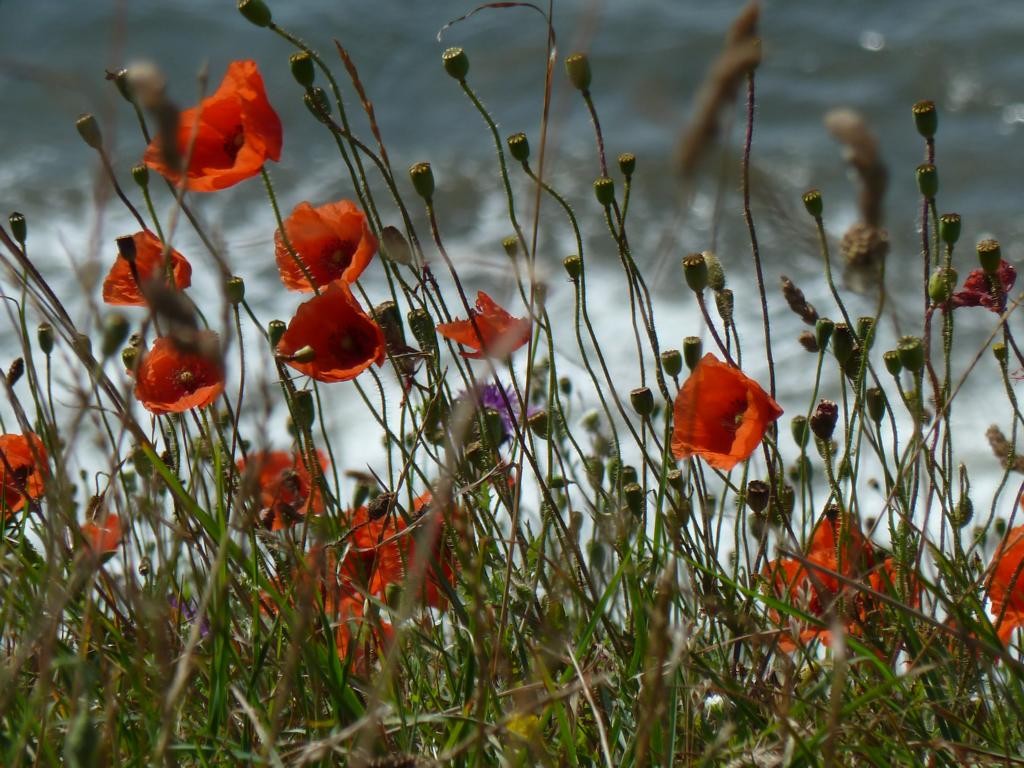 Mohn