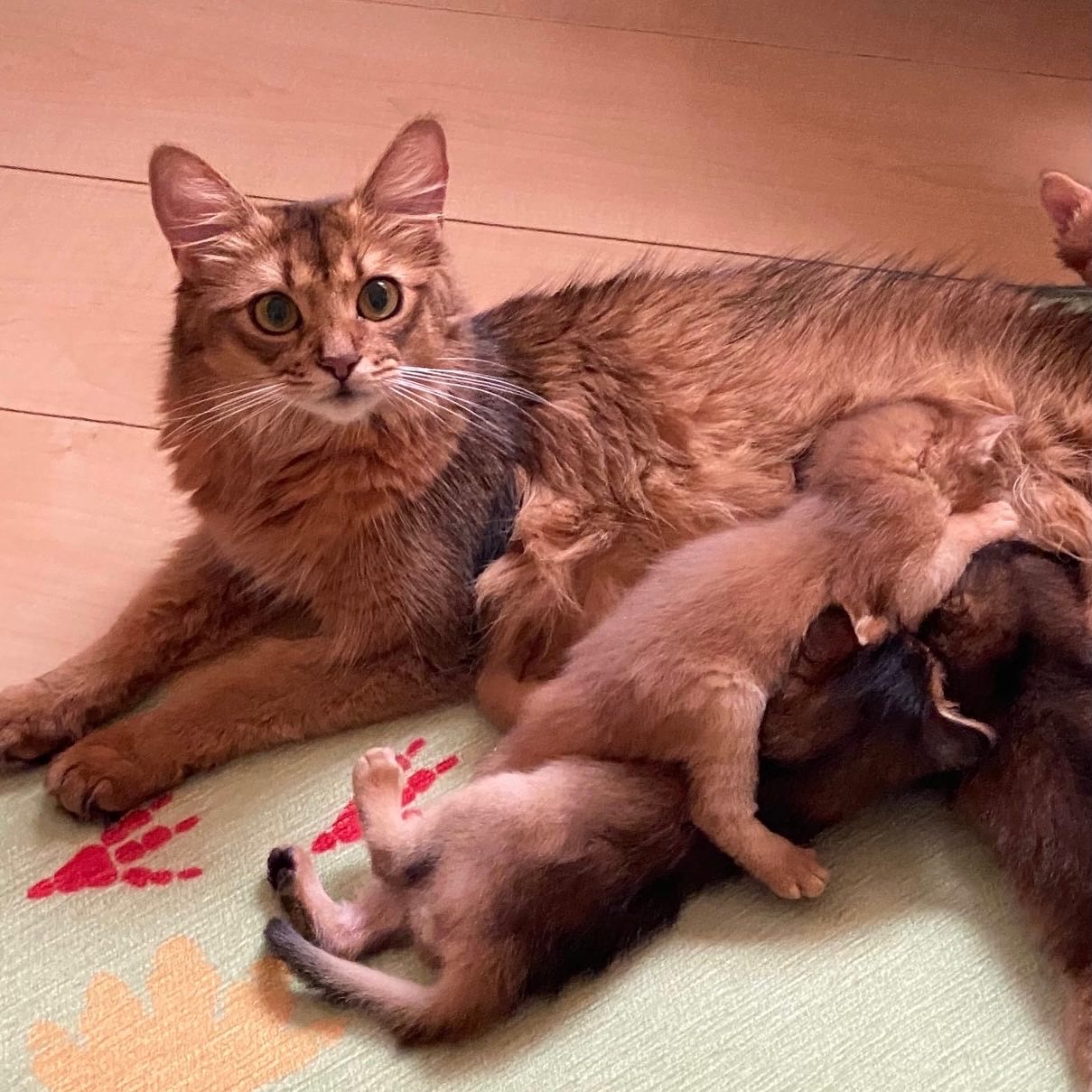 9月11日生まれ☆ソマリ子猫