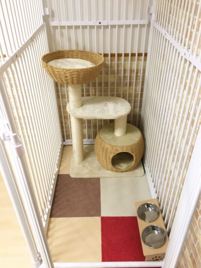 Sweet Dandelion Cat Hotel