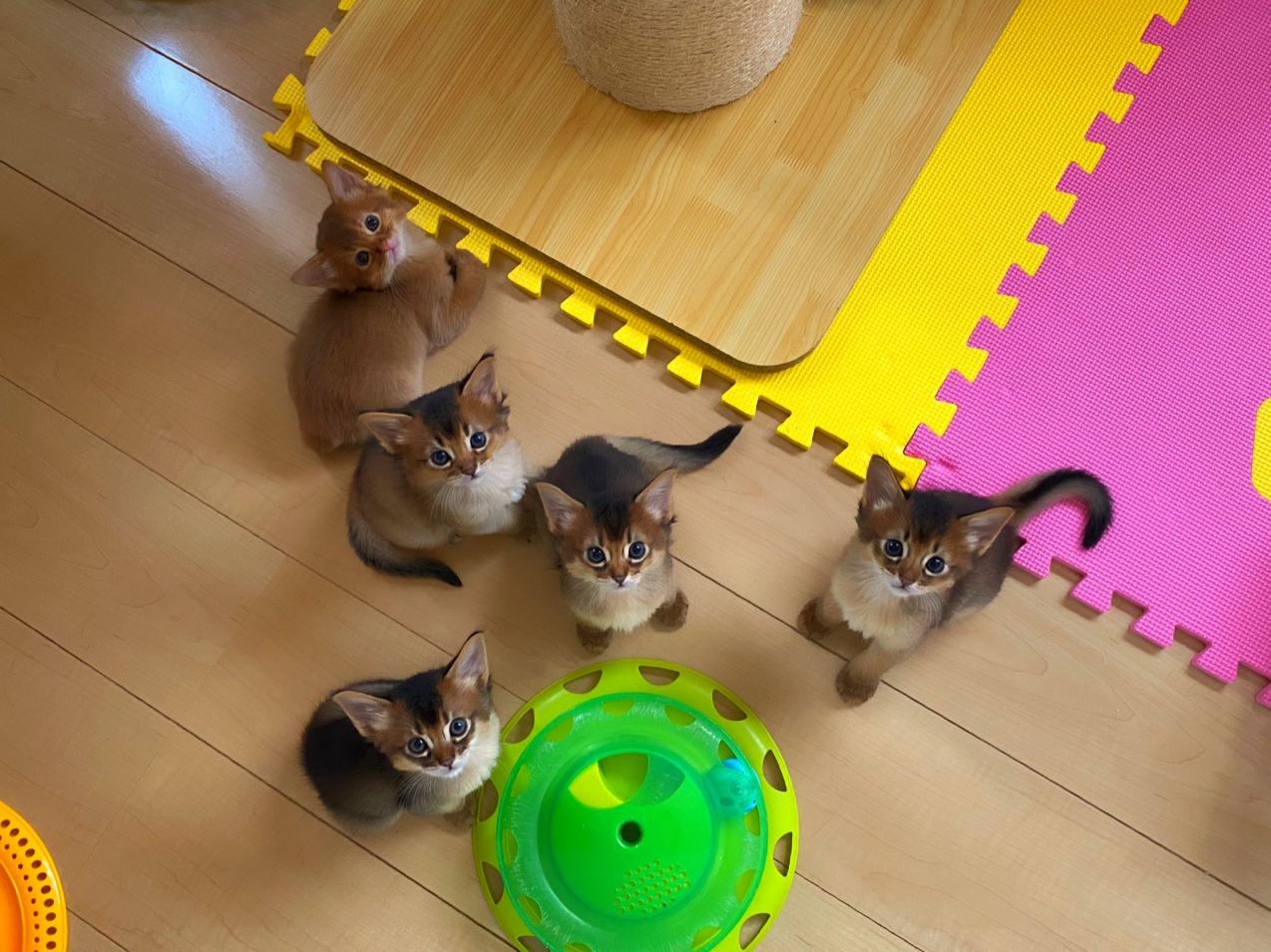 ソマリ子猫成長ブログ Sweet Dandelion ソマリ子猫成長ブログ Sweet Dandelion