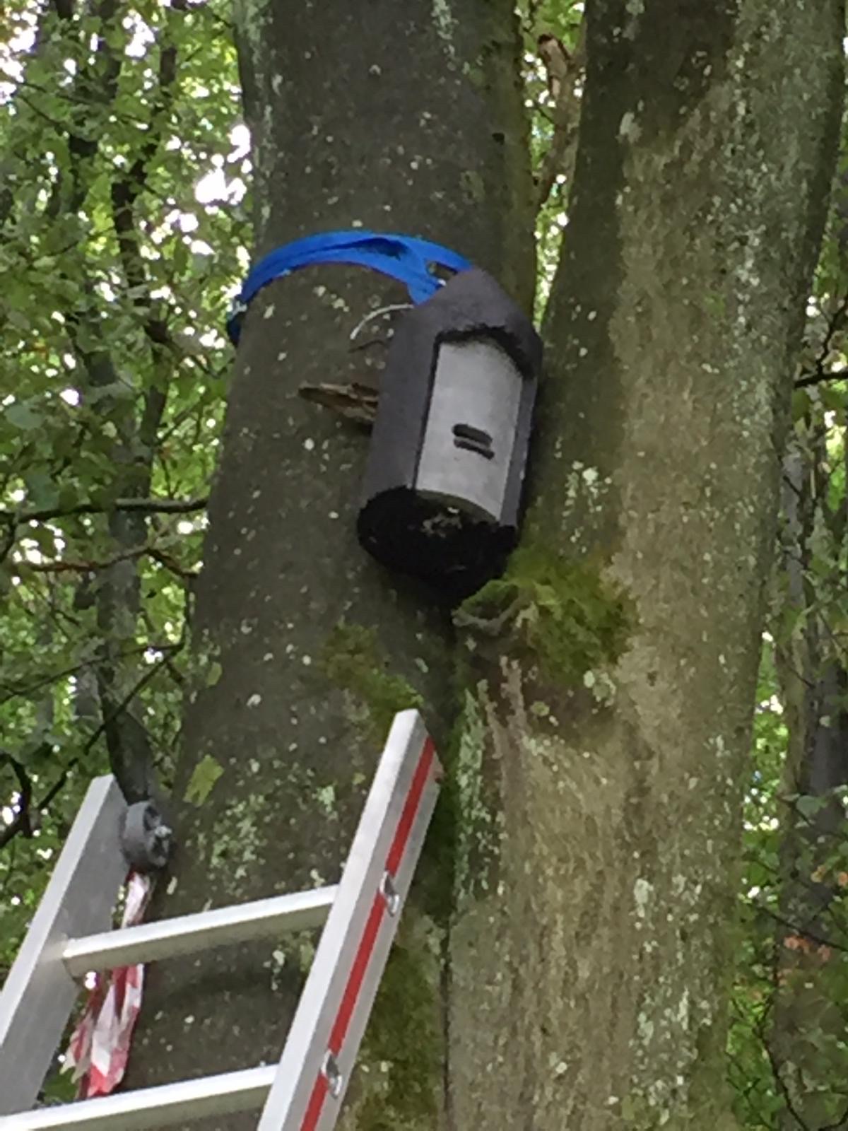 Fledermauskasten beim NEP Glashütten (2019)