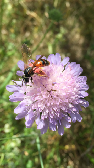 eine Wildbiene an einer Skabiose