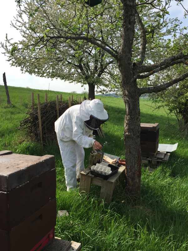 Unsere Bienenstöcke auf der Streuobstwiese - Imker bei der Arbeit