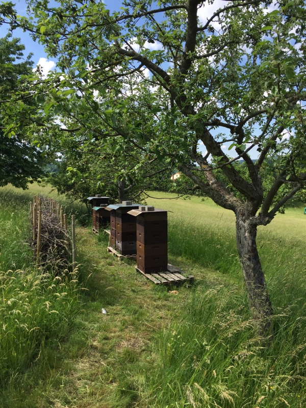 Unsere Bienenstöcke auf der Streuobstwiese