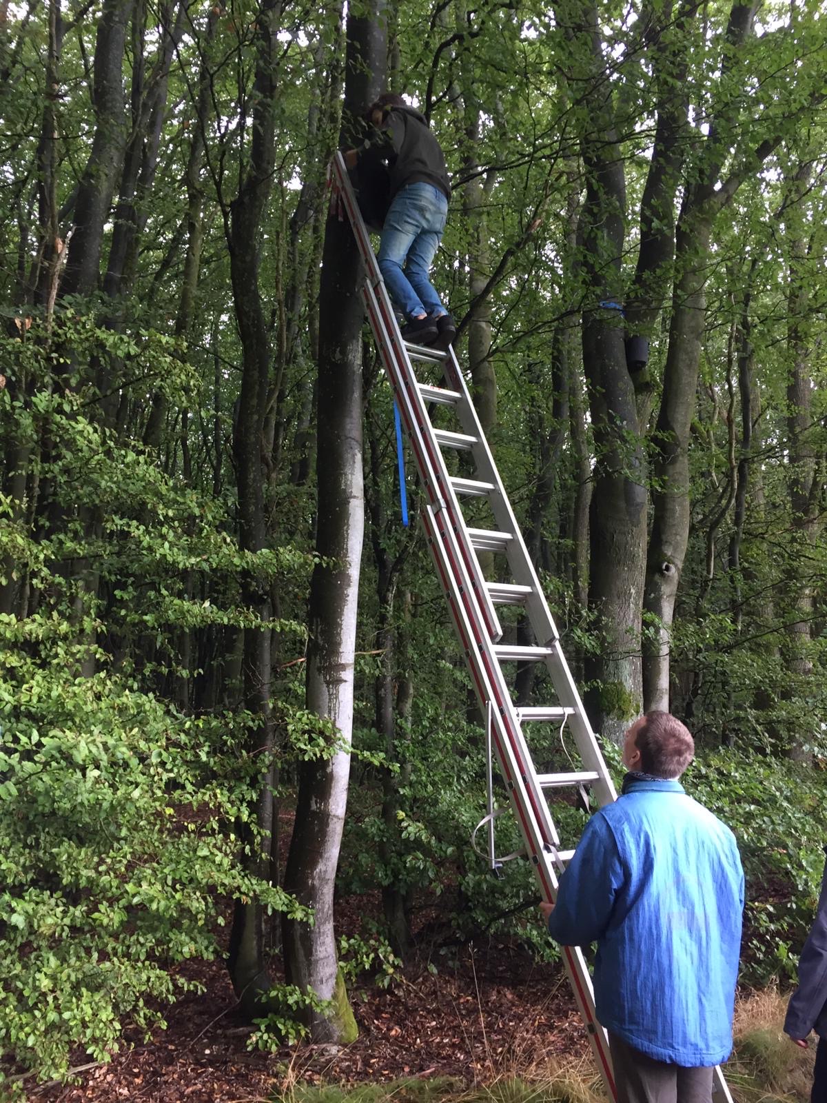 wir hängen Fledermauskästen in Glashütten auf 