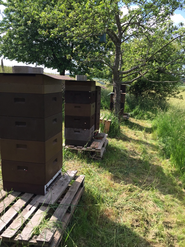 Unsere Bienenstöcke auf der Streuobstwiese