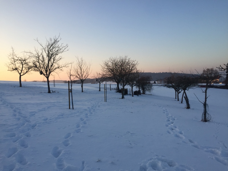 Winter auf der Streuobstwiese - Abendlicht