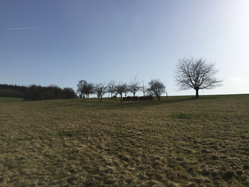 Die Streuobstwiese