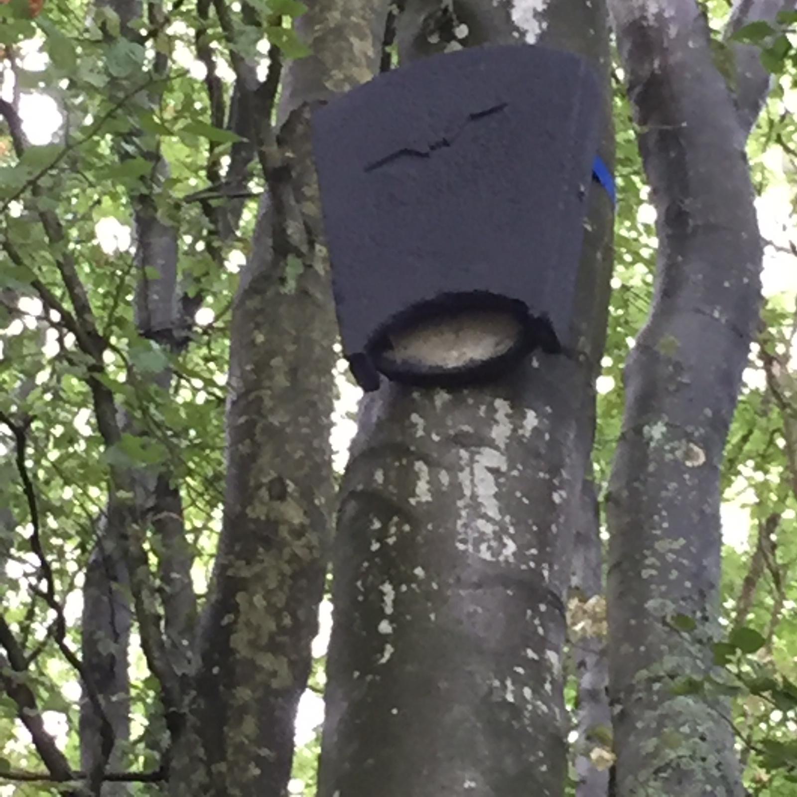 Fledermauskasten beim NEP Glashütten (2019) 