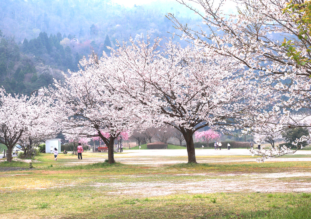 Makisakuradutsumi in Misasa Town