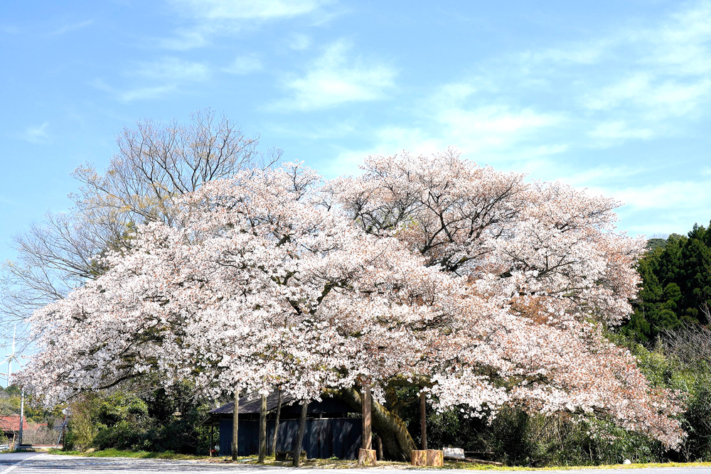 The big tree of Yamazakura in Kamihouman