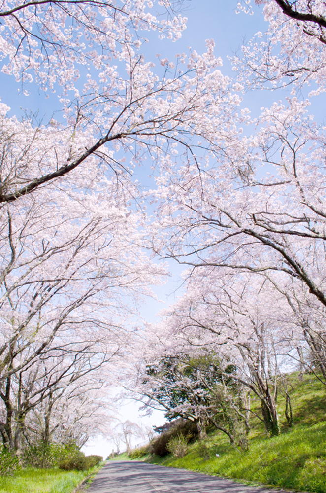 旧桜小学校